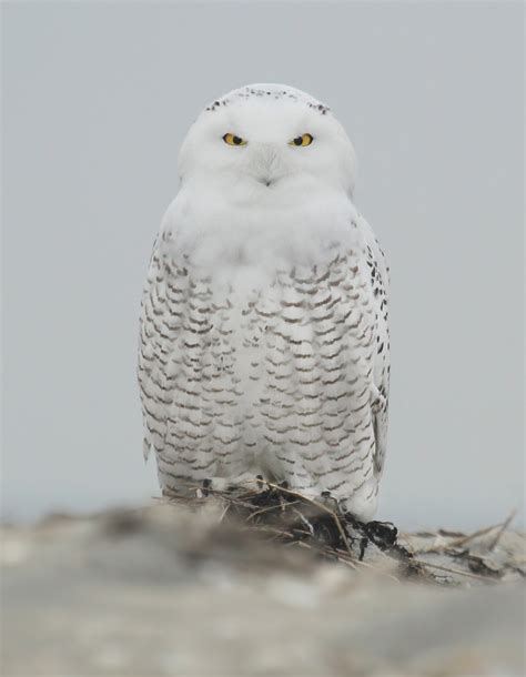 Arctic Snowy Owl Flying