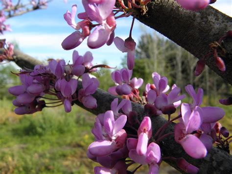 Cercis O Árbol De Judea Cuidados FloraciÓn Y MÁs