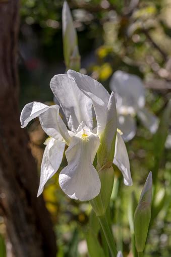 Iris Putih Tumbuh Di Hamparan Bunga Foto Stok - Unduh Gambar Sekarang - Alam, Batang - Bagian ...