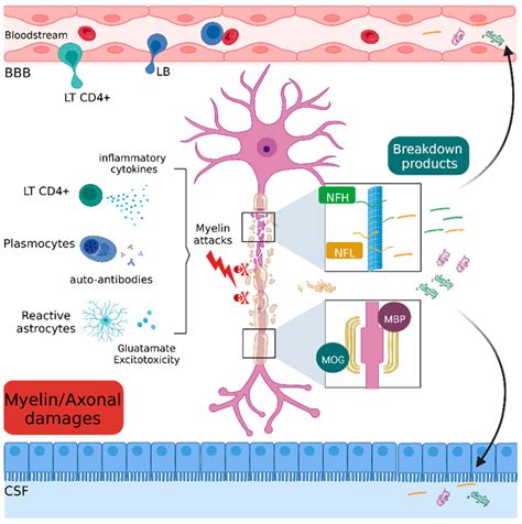 Ijms Free Full Text The Translatability Of Multiple Sclerosis