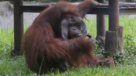 Video of Smoking Orangutan Goes Viral