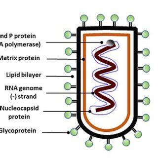 Structure of rabies virus. | Download Scientific Diagram