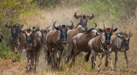 Manada Grande Del ñu En La Sabana Gran Migración Kenia Tanzania Masai