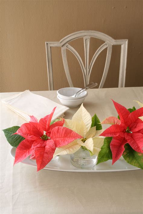 11 Sample Poinsettia Displays With New Ideas Home Decorating Ideas