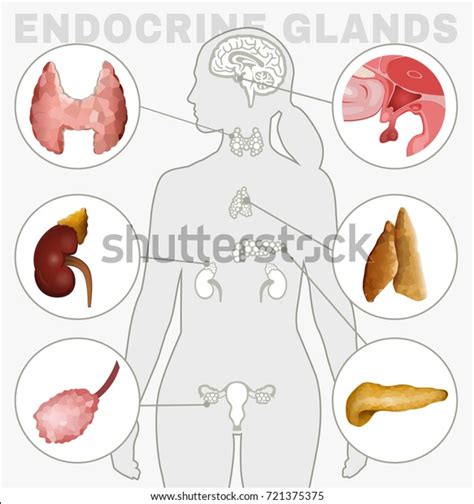 Human Anatomy Set Female Endocrine System Stock Vector (Royalty Free) 721375375 | Shutterstock