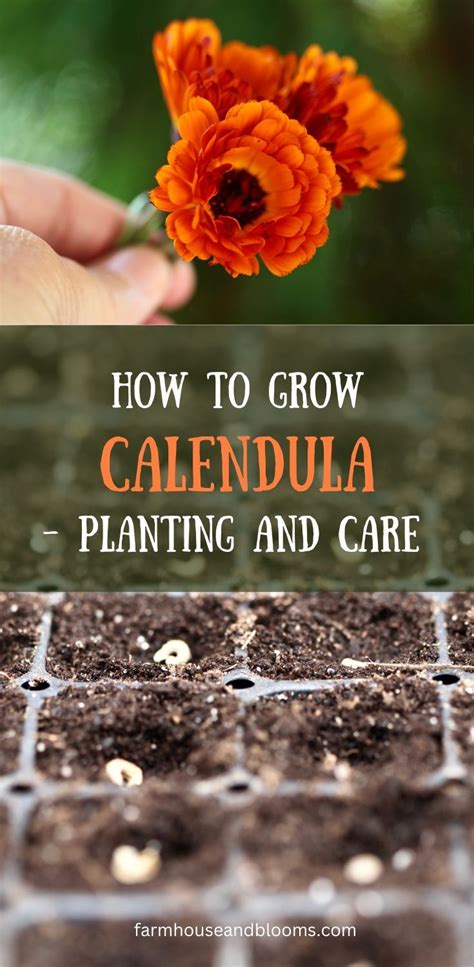 HOW TO GROW CALENDULA- PLANTING AND CARE | Best herbs to grow ...