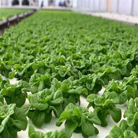 Dwc Deep Water Culture Floating Raft Board For Leafy Green China Dwc