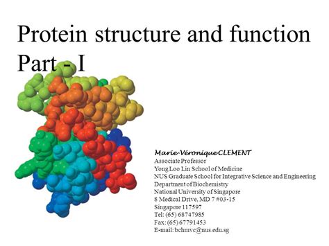 Protein Structure And Function