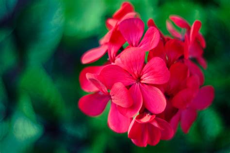 Free Images Blossom Flower Petal Green Red Pink Flora