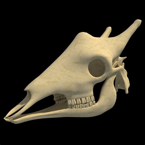 3d animal skull model