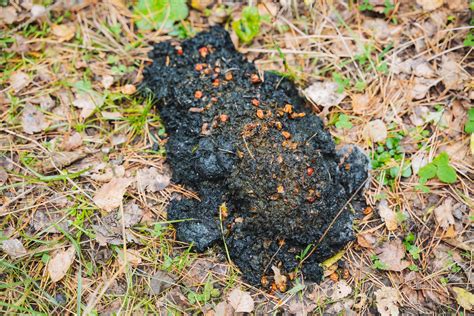 Discovering wildlife scat in its natural habitat can provide