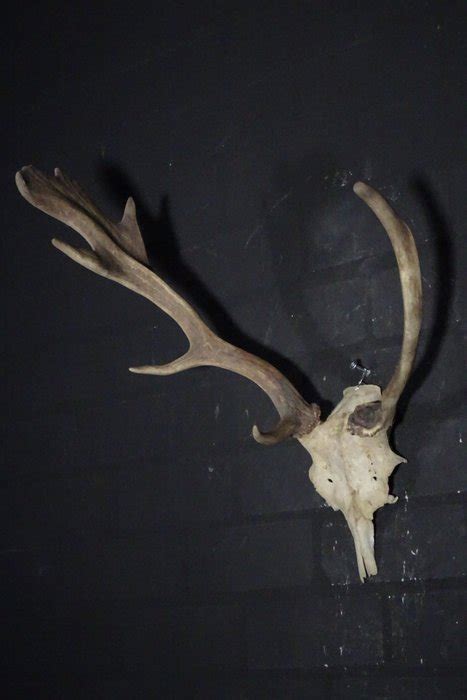 Fallow Buck Trophy On Shield Palmated Antlers Dama Dama Catawiki