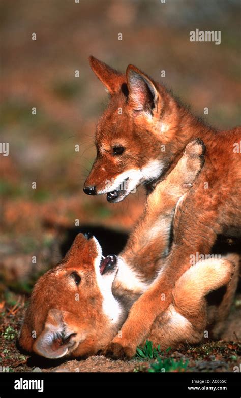 Ethiopian Wolf Canis simensis Two month old pups playing interacting ...