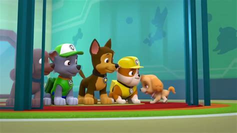 Paw Patrol Marshalls Weekly Wipeouts Season 4 Pups Save A Frog