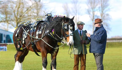 Shire Horse Society Shows | UK | History | Breeding