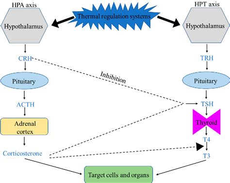 Figure 1 From Bacillus Subtilis Based Probiotic Improves Skeletal