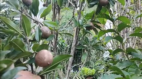 Frut Feras Produzindo Em Vaso Sapoti Fruta Do Milagre Estamos Enviando