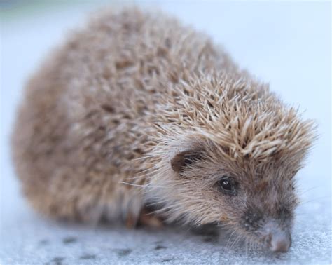 Amur hedgehog in the new campus of Henan Agricultural University in ...