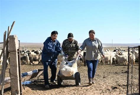 四季中国｜四季牧歌：鄂尔多斯草原上的“秋日牧歌”澎湃号·政务澎湃新闻 The Paper