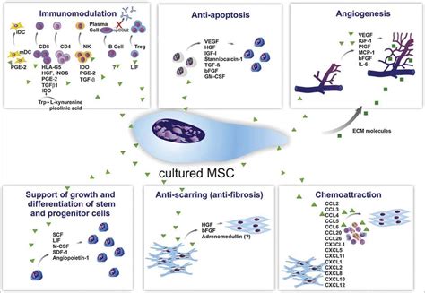 Stem Cell Therapy A Multiple Sclerosis Breakthrough In 2022