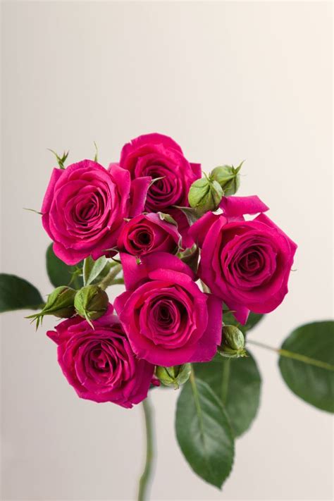 Rosaprimas Spray Rose Fire Up Spray Roses Pink Garden Hot Pink Roses