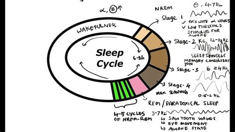 Sleep Physiology Non Rapid Eye Movement Rem Sleep Sleep Centres