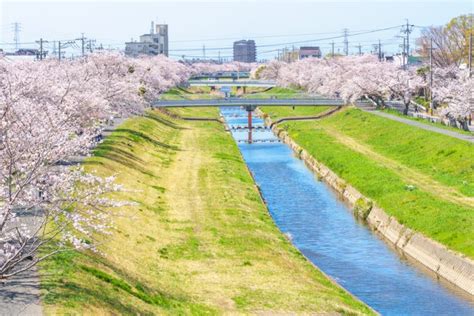 豊川の桜を見てきました！【佐奈川・桜トンネル・豊川公園】｜豊橋・豊川エリアの情報が満載 クーポンマガジンアプリ「hanamaru Palette」