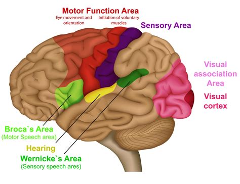 Sensory Memory: The Motor Behind Your Hidden Abilities - CogniFit