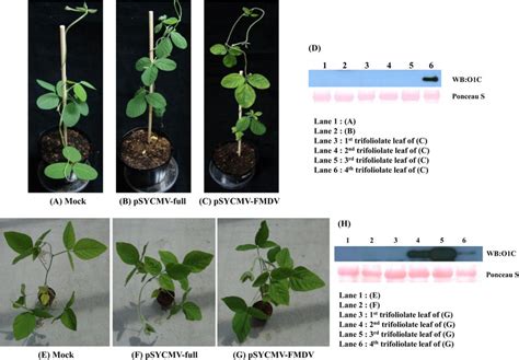 Expression Of Heterologous Protein Induced By The Sycmv Derived Vector Download Scientific