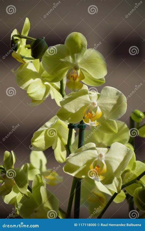 Giallo Dell Afrodite Di Phalaenopsis Dell Orchidea Fotografia Di Un