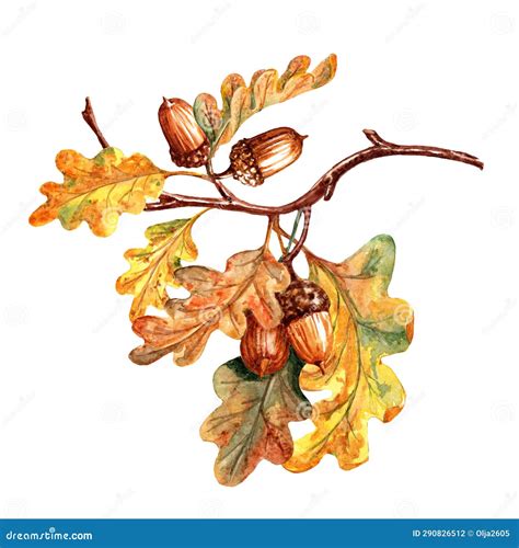 Watercolor Oak Branch With Acorns On White Or Isolated Background Stock