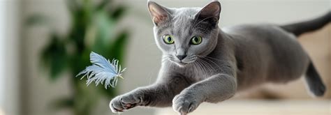 Russian Blue History Traits And Care Feline Fancy