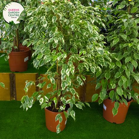 Buy Ficus Benjamina Emerald Green Online In Australia Queens Garden