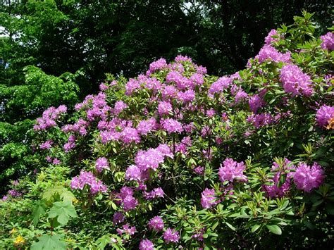 Rhododendron Plant Shrub - Free photo on Pixabay - Pixabay