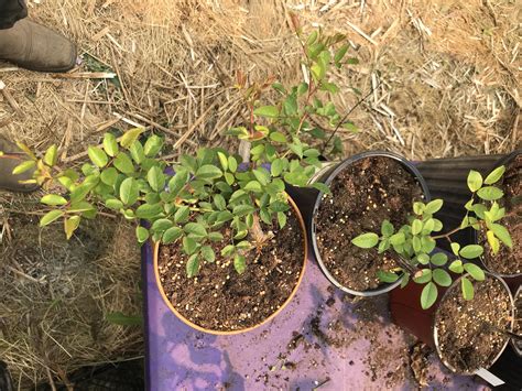How to Grow Peggy Martin Rose From Cutting: Success Guide