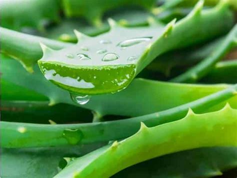 Beneficios Del Jugo De Aloe Vera Para Tu Salud Y Bienestar Aloe Vera Saludable