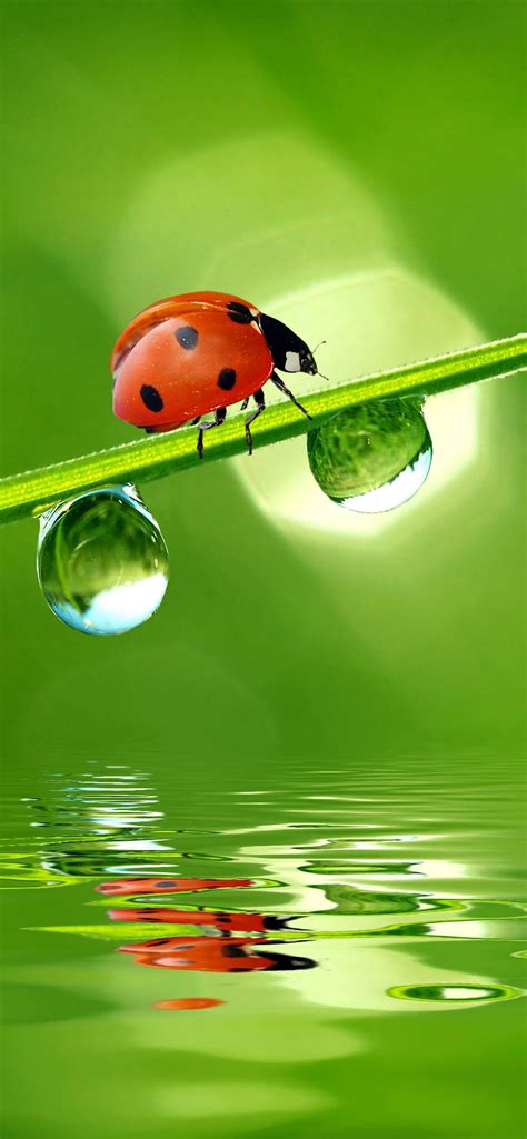 Wallpaper Red Ladybug Green Grass Water Droplets Water 5120x2880 Uhd