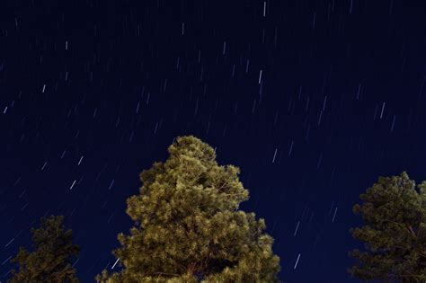 Trees Outdoors Sky Starry Growth Scenics Starry Sky Astronomy