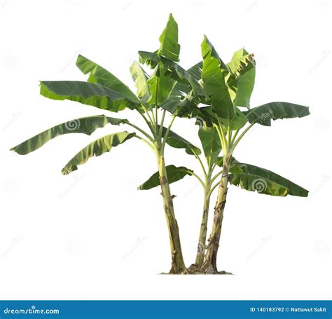 Banana Tree Stock Image Cartoondealer