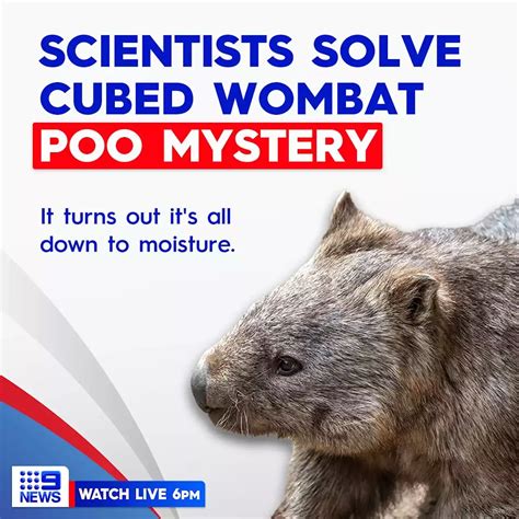 Why Do Wombats Poo How They Do Scientists Say Theyve Worked It Out