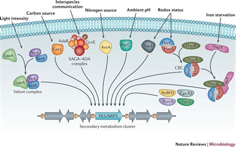 Secondary Metabolites In The Aspergillus Genus Microbewiki