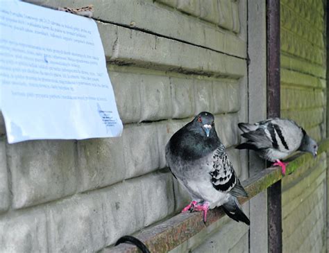 Gołębie atakują jak ptaki u Hitchcocka Prawdziwa inwazja w