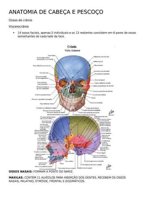 Anatomia Viscerocranio E Neurocranio ANATOMIA DE CABEÇA E PESCOÇO