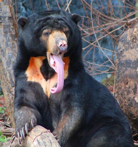 Sun Bear. Long Tongue! | Other | Animals | Pixoto | Dangerous animals, Animals wild, Bear drawing