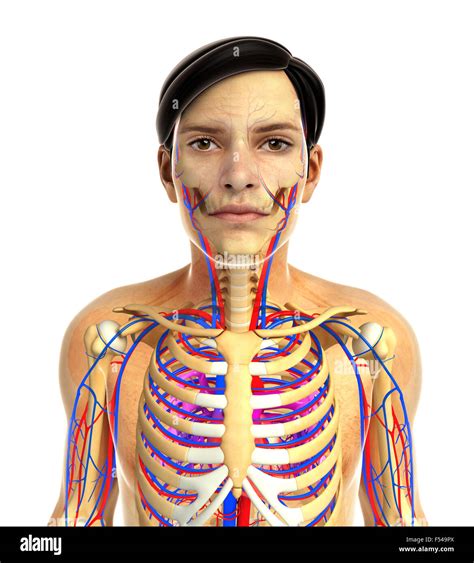 3d Rendered Illustration Of Human Body Anatomy Stock Photo Alamy