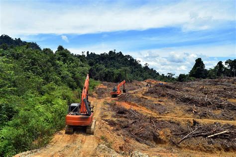 Pembukaan Lahan Kelapa Sawit