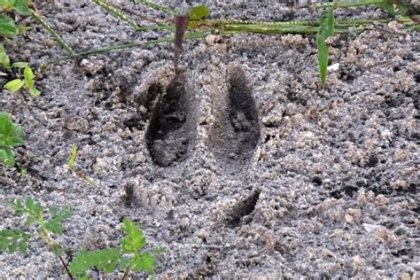 Deer Tracks Identification And What Hunters Can Learn From Them Outdoor Enthusiast Lifestyle