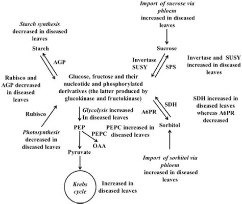 Positions in metabolism of the enzymes investigated in this study ...