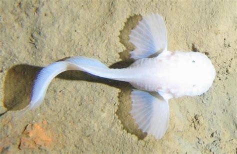 C Mo Sobreviven Los Peces Caracol De Aguas Profundas En Algunas De Las