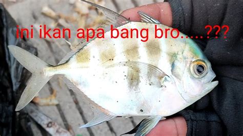 Masih Di Kombinasi Sama Ikan Petek Yang Penting Getaran Joran Ga Sepi